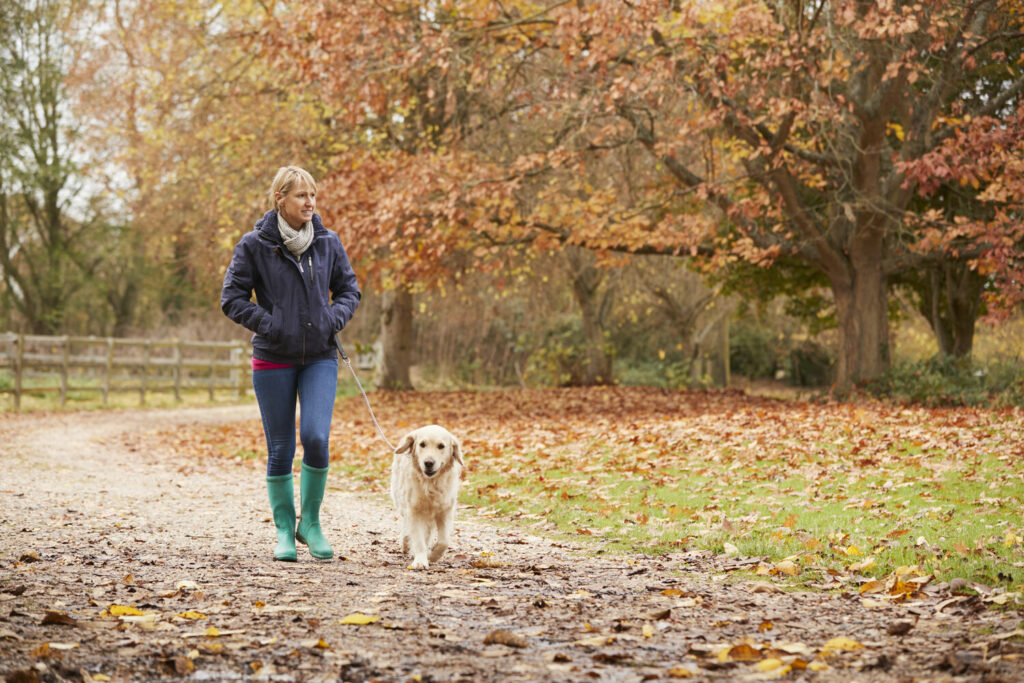 mature woman on autumn walk with labrador PA27NPF